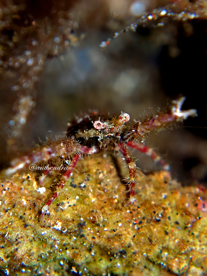 Squad lobster yang ditemui di perairan Manado Bay | Foto: Wisuda