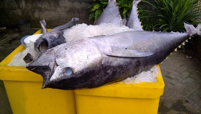 Ikan tuna sirip kuning banyak ditemukan di perairan