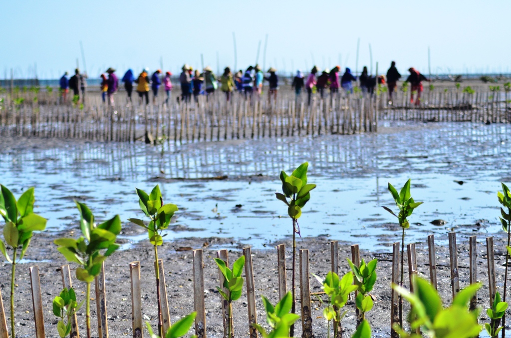 Puluhan Perempuan di Desa Lampoko Kecamatan Balusu, Kabupaten Barru, Sulawesi Selatan ramai-ramai melakukan penanaman mangrove di Pantai Lampoko. Mereka merasa punya kewajiban melindungi kawasan tersebut dari degradasi yang semakin meluas | Foto: Wahyu Chandra