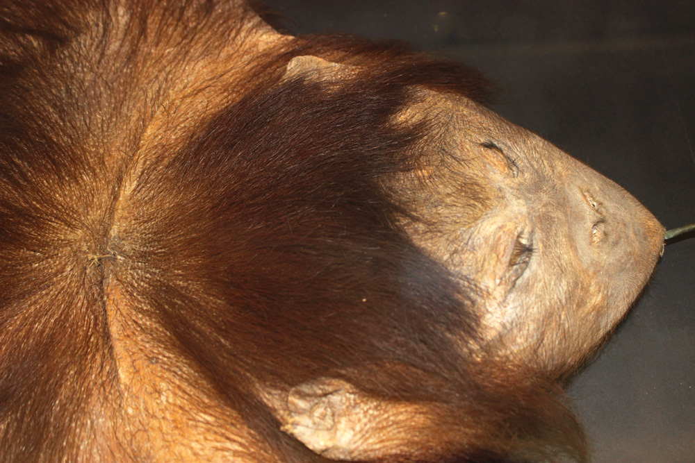  Spesimen orangutan yang turut dipamerkan | Foto: Rahmadi Rahmad 