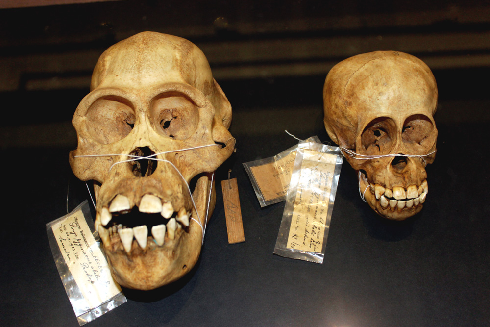 Tengkorak orangutan (Pongo) betina dewasa dan bayi. Spesimen ilmiah dalam koleksi tulang belulang MZB LIPI | Foto: Rahmadi Rahmad
