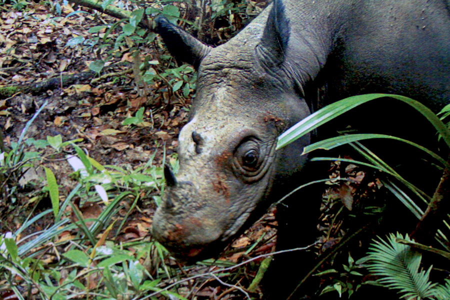 Badak Sumatera di kalimantan yang terekam kamera jebak (Repro WWF-Indonesia). Foto: Hendar