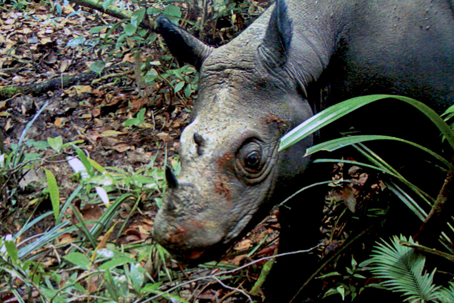 Badak sumatera di Kalimantan Timur yang terekam kamera jebak (Repro WWF-Indonesia). Foto: Hendar