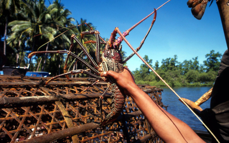 Seekor lobster yang tertangkap dalam bubu di Blongko, Sulawesi Utara. Foto : Tantyo Bangun/WWF 