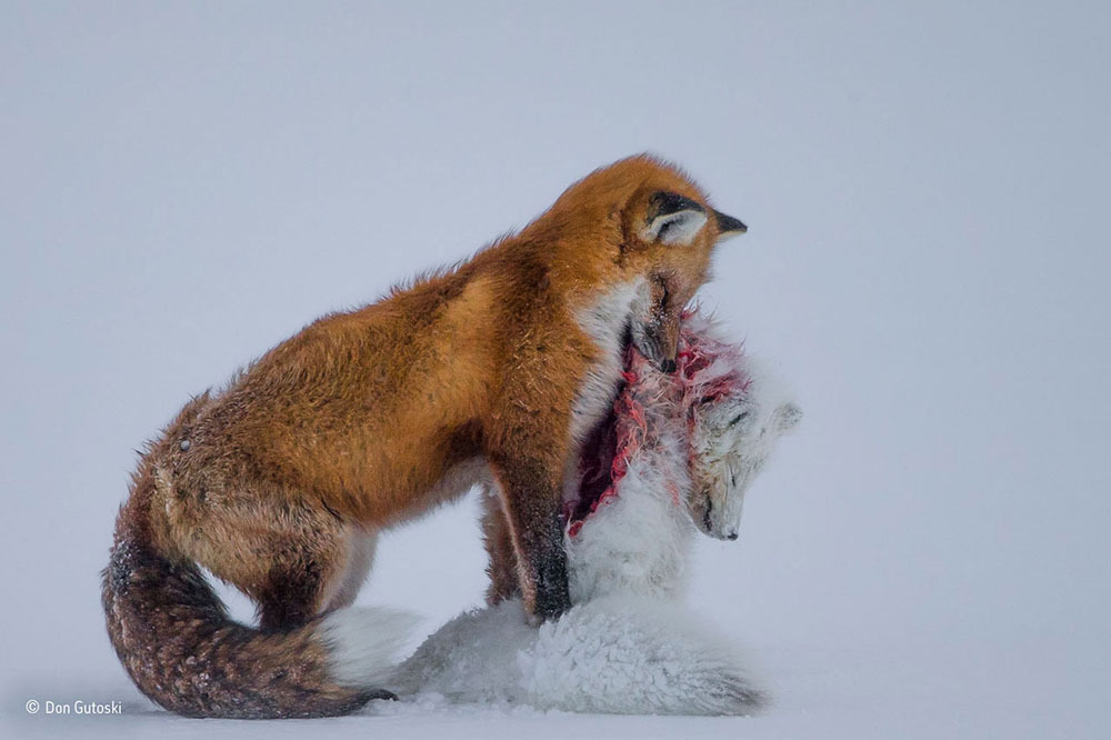 “A Tale of two Foxes” karya Don Gutoski, pemenang kategori Mamalia, dan juara umum Wildlife Photographer of the Year