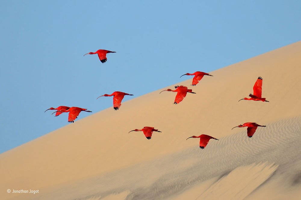 “Flight of the Scarlet Ibis” karya Jonathan Jagot, kategori Young Wildlife Photographers: 15-17 tahun