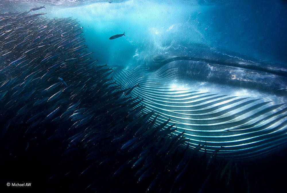 “A whale of mouthful” karya Michael AW, pemenang kategori Bawah Laut 