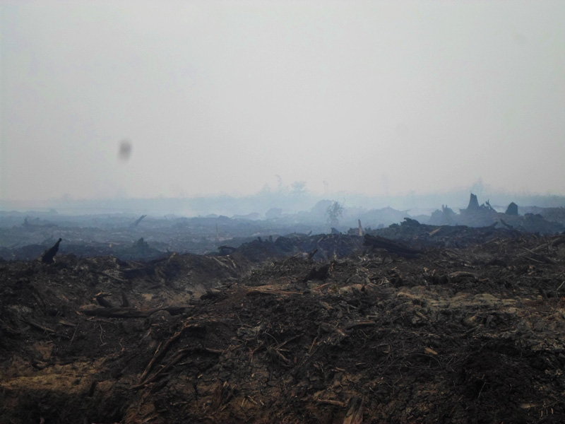 Lahan konsensi sebuah perusahaan hutan tanaman industri di Kabupaten OKI, Sumsel yang terbakar. Foto: Gita Rolis