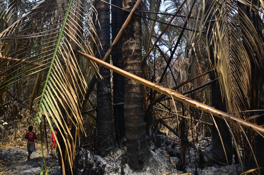 Sebagian besar pohon yang terbakar di di Pulau Misool, Raja ampat, Papua Barat telah berumur ratusan tahun. Kondisi tanah yang bebatuan membuat tanaman butuh waktu yang lama tumbuh besar tumbuh. Foto : Wahyu Chandra