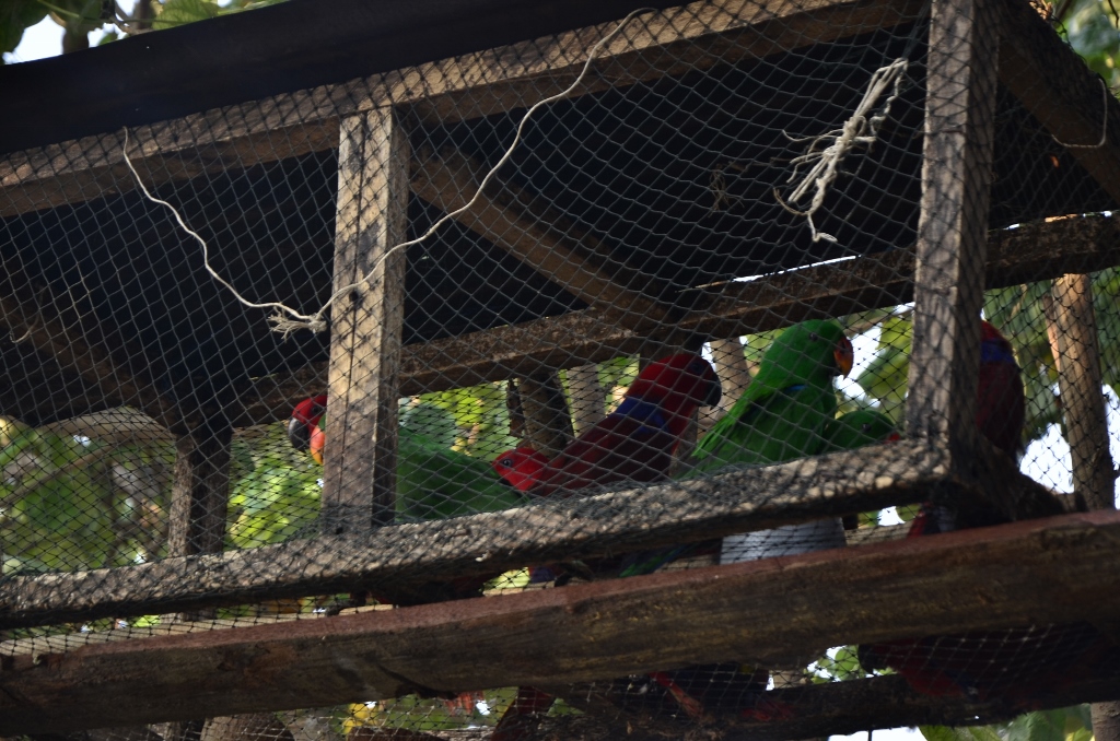 Burung-burung yang kehilangan habitat di Pulau Misool, Raja ampat, Papua Barat, akhirnya terbang ke wilayah pemukiman warga untuk mencari minuman, yang justru dijerat untuk diperdagangkan. Foto : Wahyu Chandra