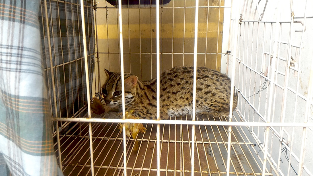 Kucing hutan ini berhasil diamankan dari rumah ST yang merupakan satwa dilindungi. Foto: Aseanty Pahlevi