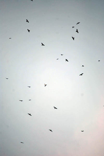 Ratusan burung migrasi yang terpantau di Bukit Gantole, kawasan Puncak, Bogor, Jawa Barat. Foto: Fransisca Noni
