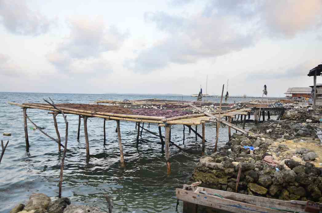 Hamper 80 persen warga di Kepulauan Kaledupa, Wakatobi, Sulawesi Tenggara, menggantungkan hidup dari budidaya rumput laut. Kini perekonomian pulau ini terancam dengan anjolknya harga rumput laut dalam beberapa bulan terakhir. Foto : Wahyu Chandra