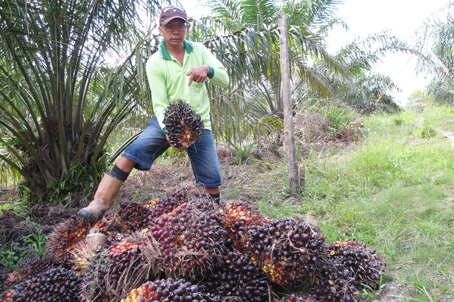 Suratno, salah seorang petani sawit swadaya di Desa Merarai Satu menunjukkan tandan buah segar kelapa sawit milik warga setempat. Foto: Andi Fachrizal