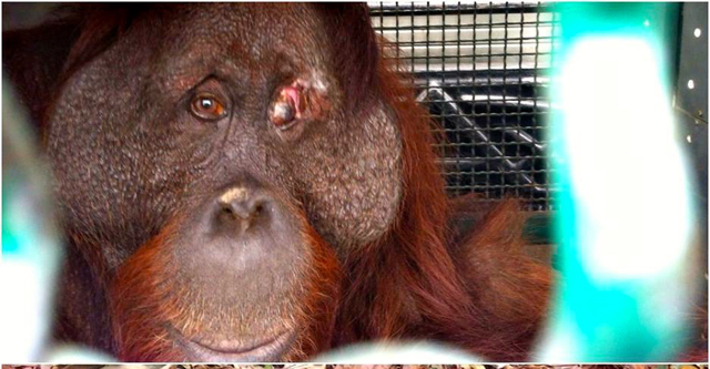 Orangutan yang diselamatkan dari kebakaran hutan di Pulang Pisau. Foto: BOS