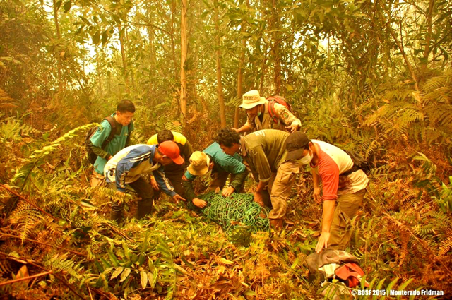 Kala tim BKSDA dan BOS mengevakuai orangutan korban kebakaran hutan dan lahan. Foto: BOS