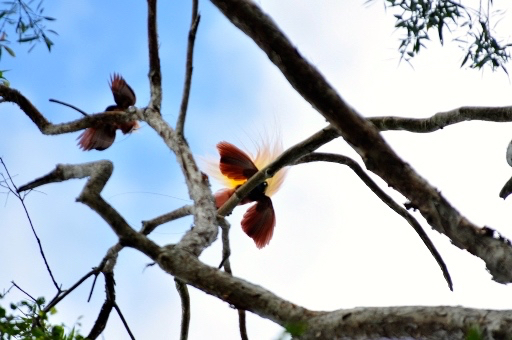 Cenderawasih terus menjadi incaran pemburu. Foto Tim Survey WWF Indonesia dan Balai Taman Nasional Wasur 