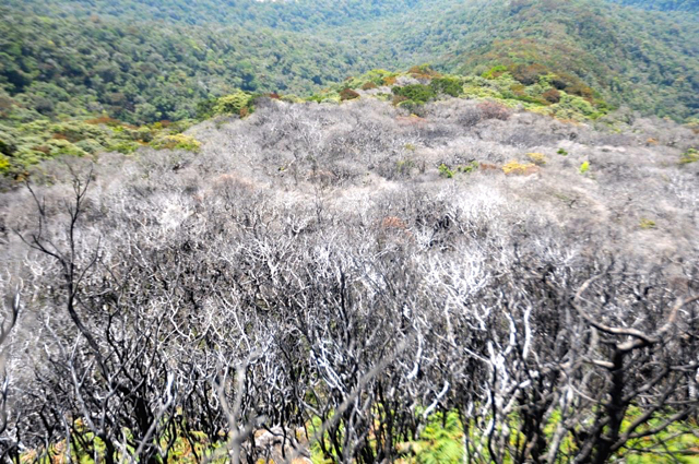 Pasca kebakaran beberapa tahun lalu di Pos VII Gunung Bawakaraeng. Pohon tampak mengering dan tak tumbuh lagi. Foto: Eko Rusdianto