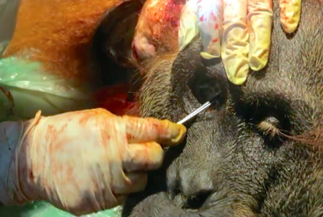 Tim dokter hewan akan memeriksa keadaan orangutan setelah diselamatkan dalam kondisi kritis. Namun, sayang, satwa langka yang hidup di Taman Nasional Gunung Leuser ini tak mampu bertahan...