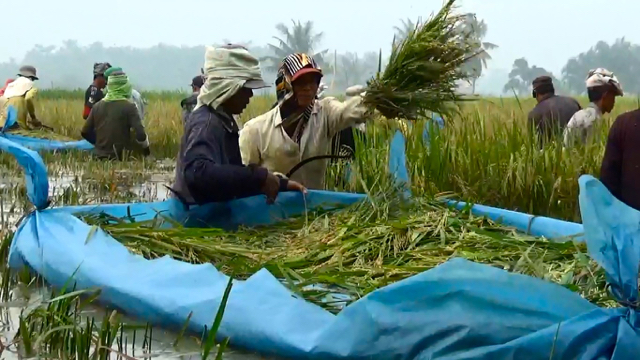 Panen paksa padi di Tanjungpura karena banjir mengggenangi ratusan hektar sawah. Foto: Ayat S Karokaro