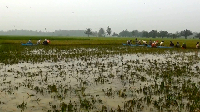 Banjir di Tanjungpura Langkat menyebabkan banyak padi rusak. Mencegah semakin banyak yang rusak, panen paksa padi ini terpaksa dilakukan petani disana. Foto: Ayat S Karokaro