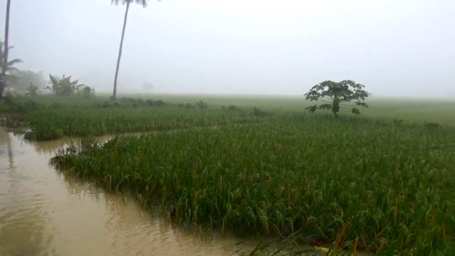 Khawatir padi rusak, petani akhirnya panen paksa.Foto: Ayat S Karokaro