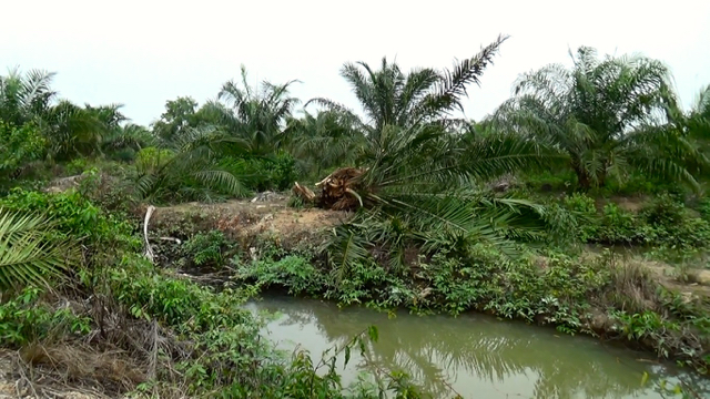 Setidaknya 1.300 pohon sawit dihancurkan BBKSDA Sumut karena ditanam di kawasan Suaka Margasatwa Karang Gading, Langkat. Foto: Ayat S Karokaro