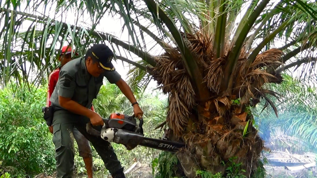 Herbert Aritonang, Kasi Wilayah II BKSDA Stabat menebang pohon sawit. Foto: Ayat S Karokaro