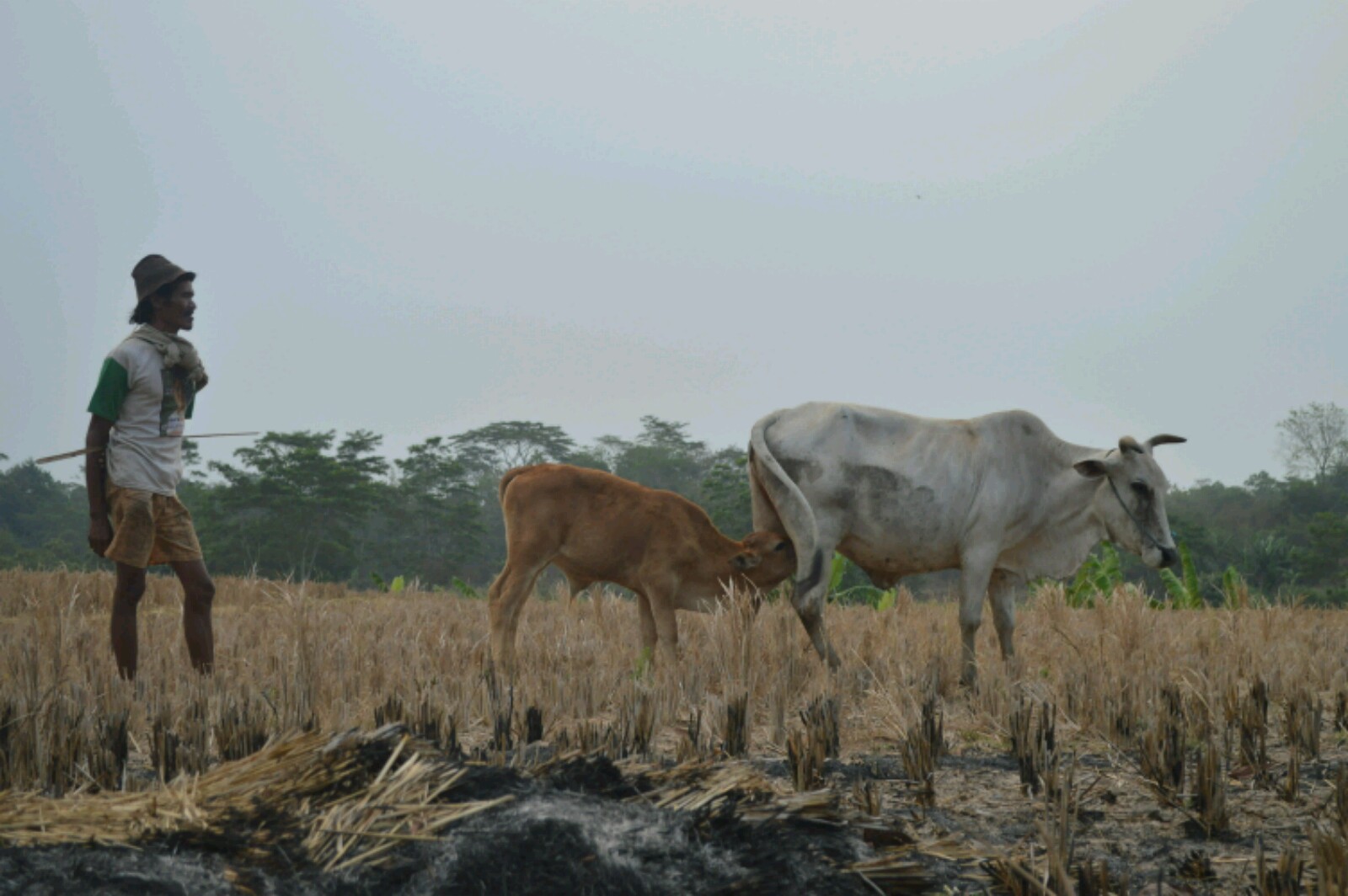 Seorang penggembala sedang mengawasi sapi miliknya di kawasan pesawahan Cikaum, Subang, Jawa Barat, pada Selasa (13/10 /2015). Kemarau yang berkepanjangan berdampak pada pakan rumput untuk hewan yang semakin sulit diperoleh.  Foto : Donny Iqbal