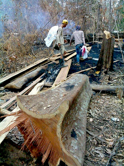 Berbagai tanaman khas Sumatera ada di Hutan Adat Rimbo Sekampung yang terbakar ini. Foto: Masyarakat Benakat 