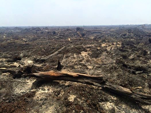 Lahan terbakar di konsesi PT BMH, anak usaha APP di Sumatera Selatan. Foto: Lovina Soenni