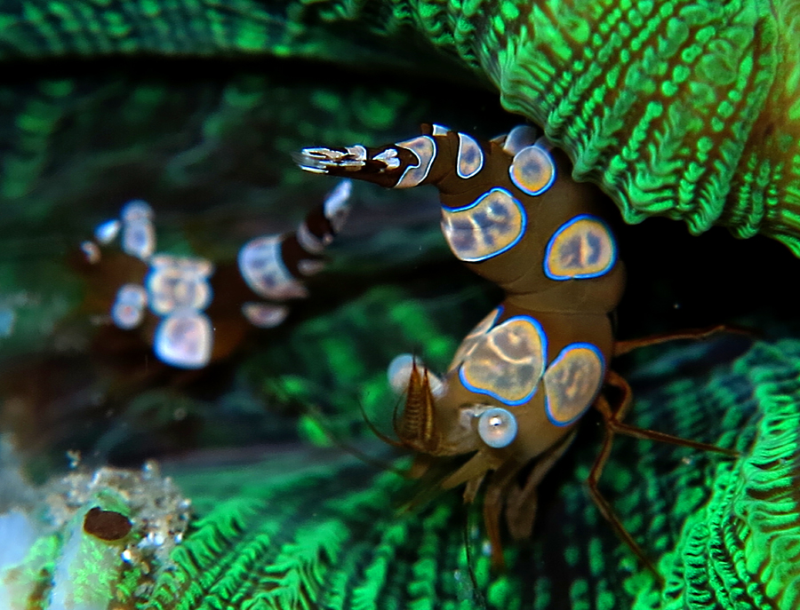 Si udang seksi Thor amboinensis. Foto : Wisuda