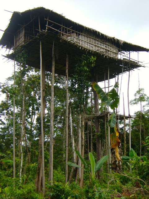 Rumah pohon warga Koroway di Boven Digoel. Foto: Silva Papua Lestari