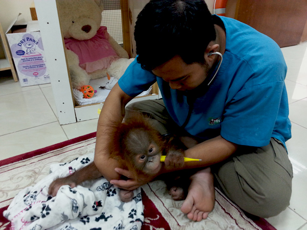Puspa saat diperiksa kondisinya oleh drh. Maryos Tandang. Foto: Yayasan Bos
