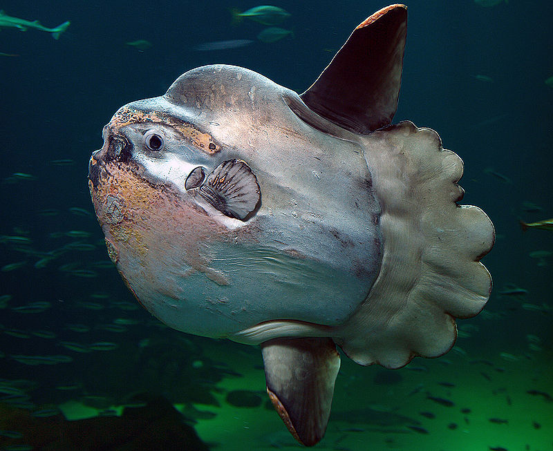 Mola-mola memiliki berat rata-rata 2,2 ton dan tersebar di perairan hangat di dunia. Sumber: Wikipedia