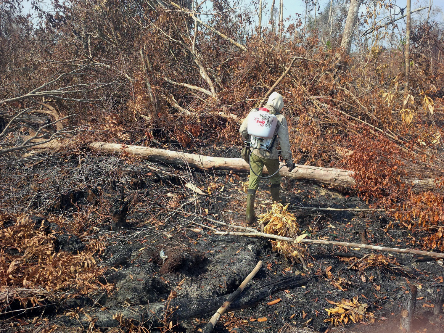 Salah seorang anggota Tim Patroli Hutan Desa Pematang Gadung sedang menyisir kawasan gambut yang sudah terbakar sekaligus memastikan bahwa kawasan tersebut sudah aman dari ancaman api. Foto: Andi Fachrizal