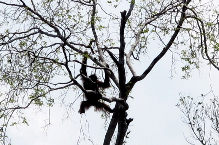 Satu individu orangutan sedang bergelantungan di sebuah pohon yang sudah mengering di bantaran Sungai Deras, Desa Pematang Gadung, Kecamatan Matan Hilir Selatan, Kabupaten Ketapang, Kalimantan Barat. Foto: Andi Fachrizal