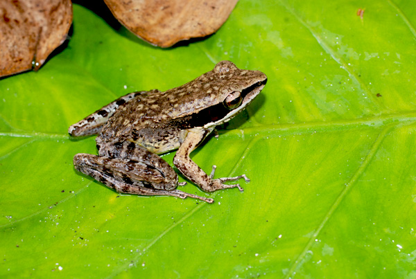 Amnirana nicobariensis (Katak nicobar)