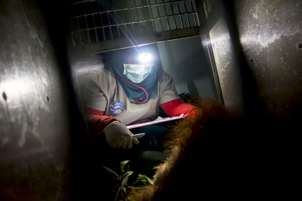 Pemeriksaan dilakukan untuk memastikan kesehatan orangutan sebelum dilepaskan ke hutan. Foto: YIARI