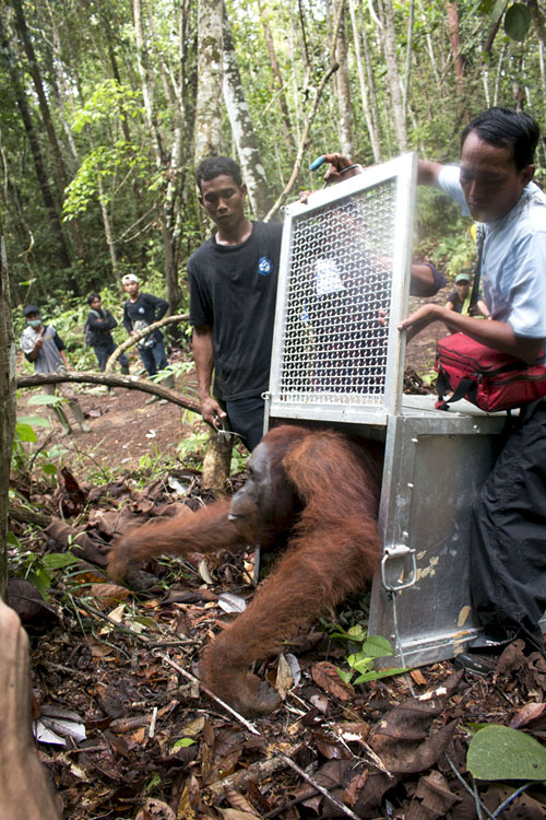 Gunung Palung diharapkan memberikan kenyamanan banyak sejumlah orangutan yang dilepasliarkan. Foto: YIARI