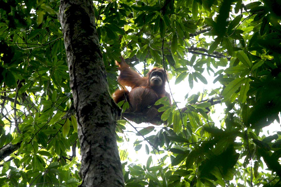 Hutan di Ketambe masih asri dan lebat. Di sini kita bisa melihat orangutan yang hidupnya damai. Foto atas dan bawah: Junaidi