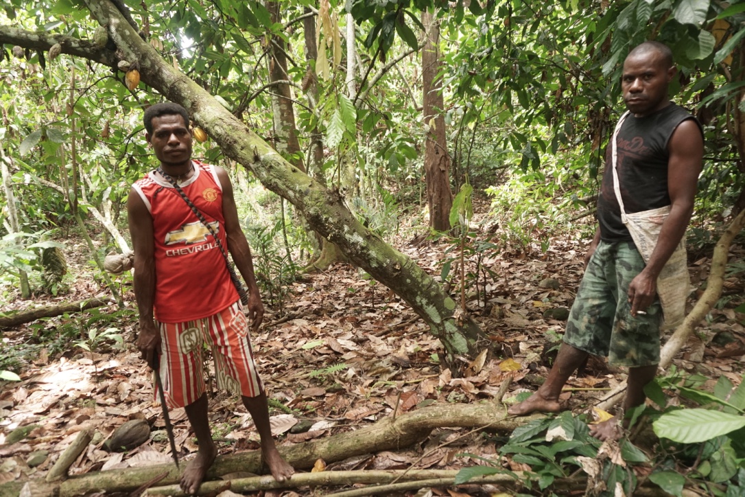 Lahan pertanian di Kampung Suaib, Distrik Kemtuk, Kabupaten Jayapura, Papua, membandingkan buah kakao (Theobroma cacao L) Belanda yang ditanami dengan kakao Belanda. Foto : Anton Muhajir