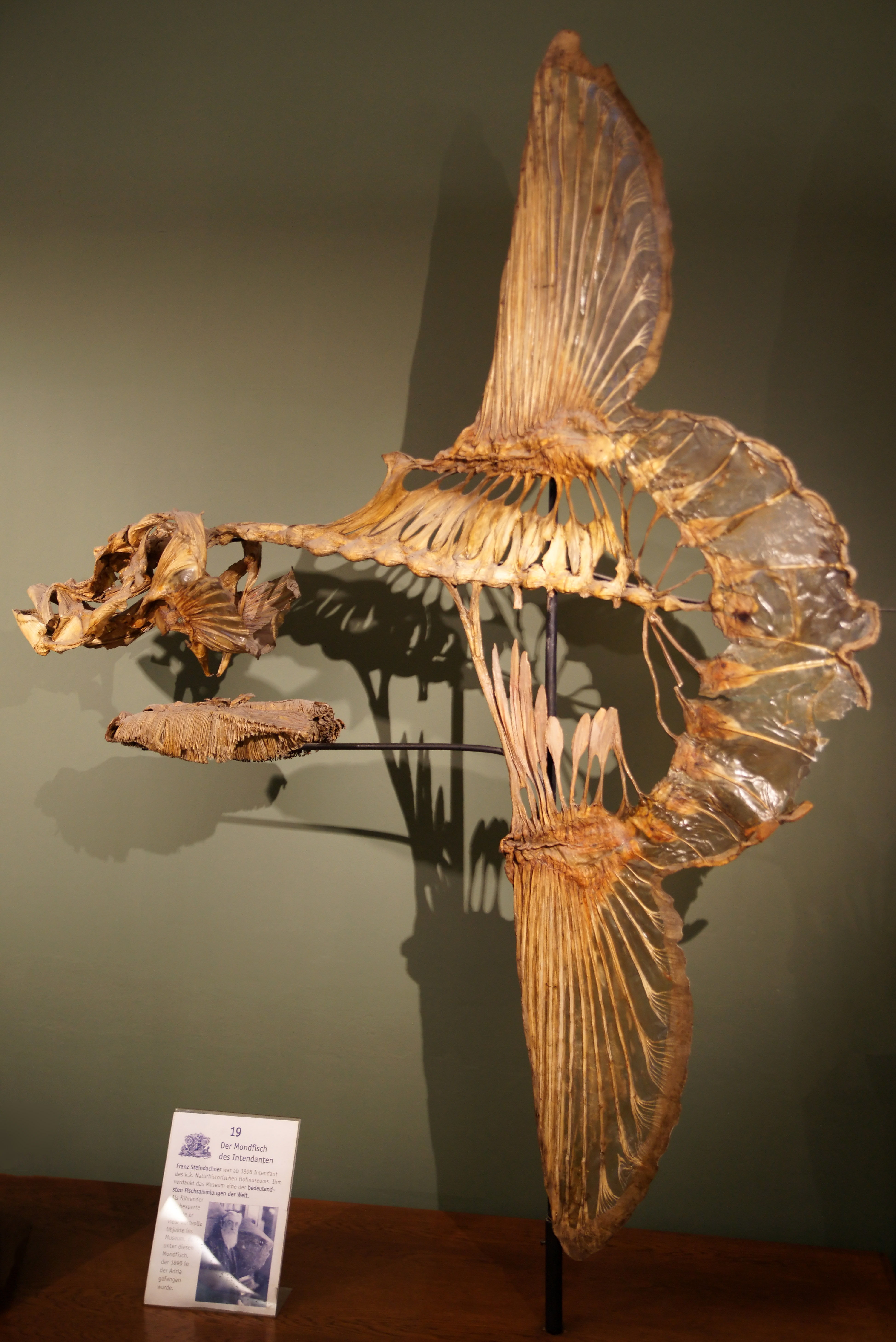 Rangka mola-mola yang terseimpad di Museum of Natural History Vienna, Austria. Sumber: Wikipedia