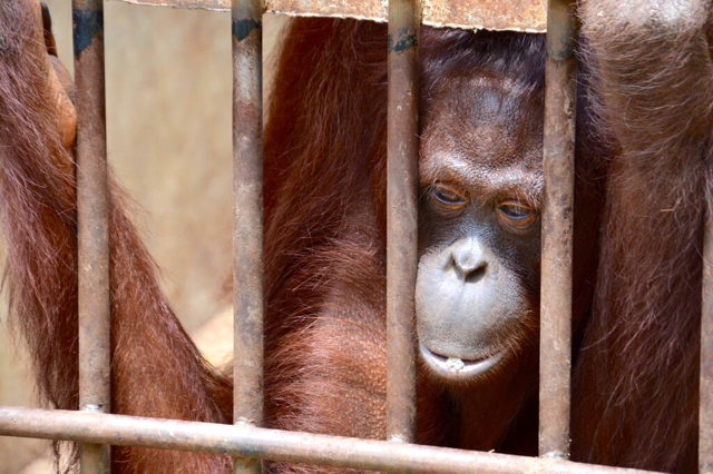 Salah satu orangutan yang kembali dari Thailand. Foto: Laos Wildlife Rescue Center