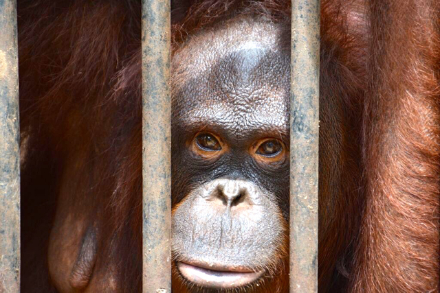 Ini salah satu orangutan yang dipulangkan ke Indonesia, setelah beberapa tahun di Thailand. Foto: Laos Wildlife Rescue Center