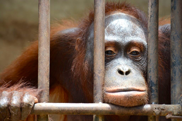 Ini juga salah satu orangutan hasil sitaan kala masih bayi dan kini pulang ke kampung halaman. Foto: Laos Wildlife Rescue Center