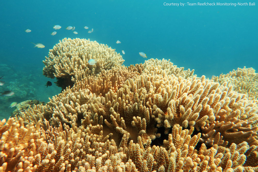 Kegiatan pemantauan kondisi terumbu karang di perairan Bali utara, yang dilakukand alam rangka peringatan Reef Check Day. Secara  umum kondisi terumbu karang di Bali utara relatif baik. Foto : Reef Check Indonesia