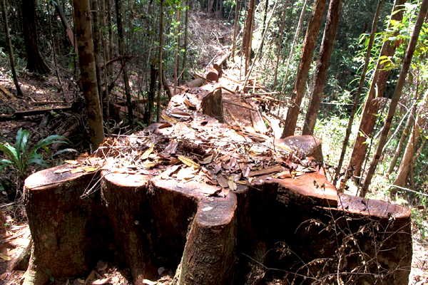 Meski tidak sesemarak di era tahun 1998, aktivitas illegal logging masih ada di Kabupaten Kapuas Hulu, Kalimantan Barat, hingga saat ini. Foto: Andi Fachrizal