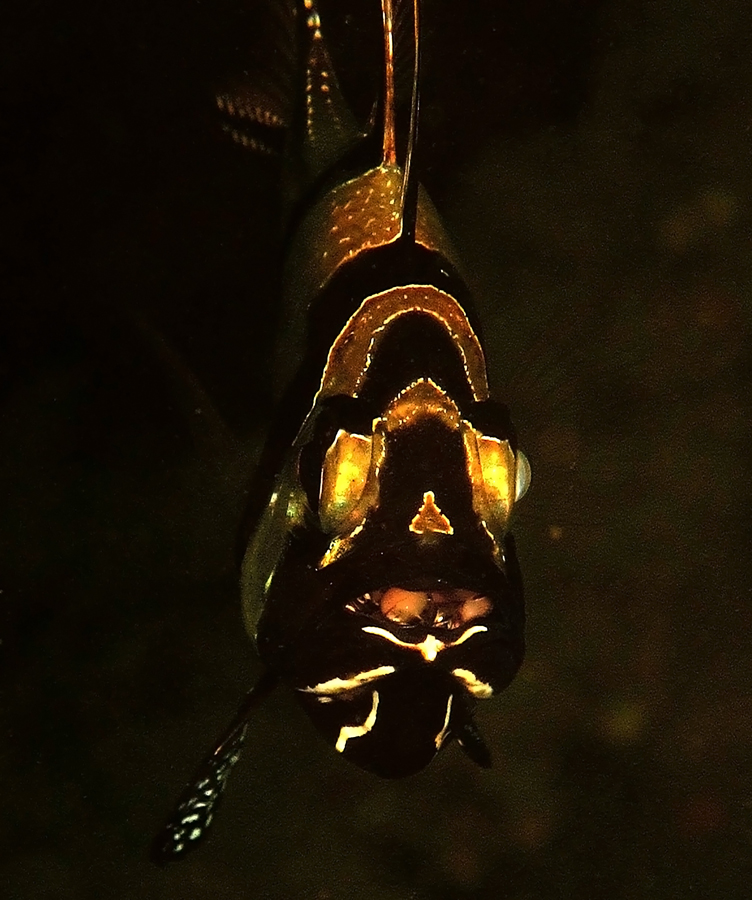 Banggai cardinalfish merupakan jenis ikan mouthbrooder jantan atau memelihara anak di mulutnya. Foto : Wisuda