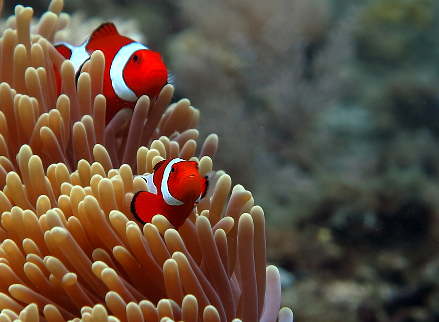 Sepasang clownfish atau ikan badut jantan dan betina di perairan Bali | Foto: Wisuda